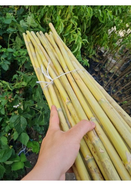 Bambu Fidan Bitki Destek Çubuğu 30 Adet 2 Metre Boy fırsatları