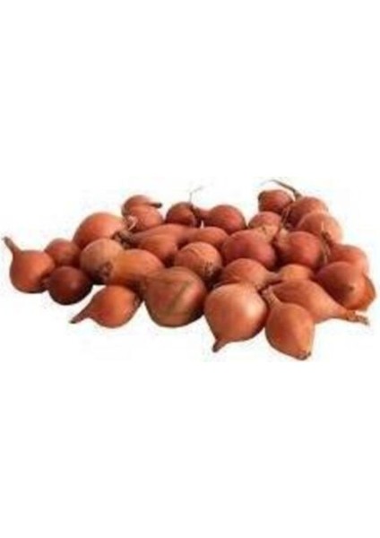 Kıska Soğan 5 kg Iska Soğan Tohumu