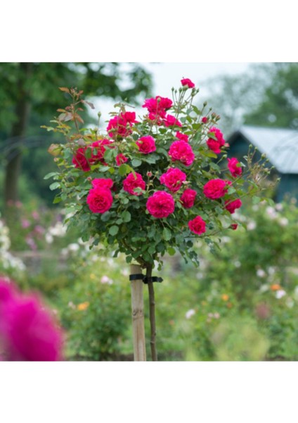 Pembe Aşılı Saksılı Baston Gülü 120 cm