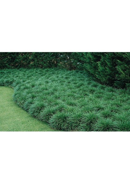 Osmanlı Çimi 30 Adet - Gölge Çimi