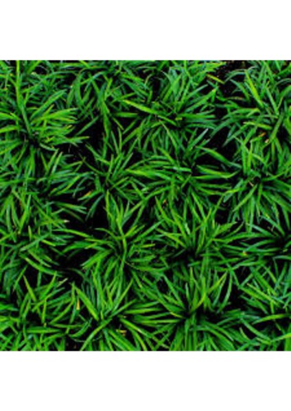 Osmanlı Çimi 30 Adet - Gölge Çimi fiyatları