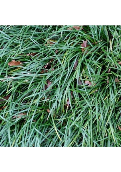 Osmanlı Çimi 30 Adet - Gölge Çimi modelleri