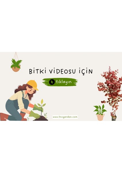 Osmanlı Çimi 30 Adet - Gölge Çimi indirimleri