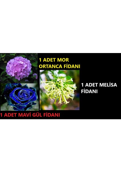 1 Adet Mor Ortanca Fidanı + 1 Adet Mavi Gül Fidanı + 1 Adet Melisa Fidanı