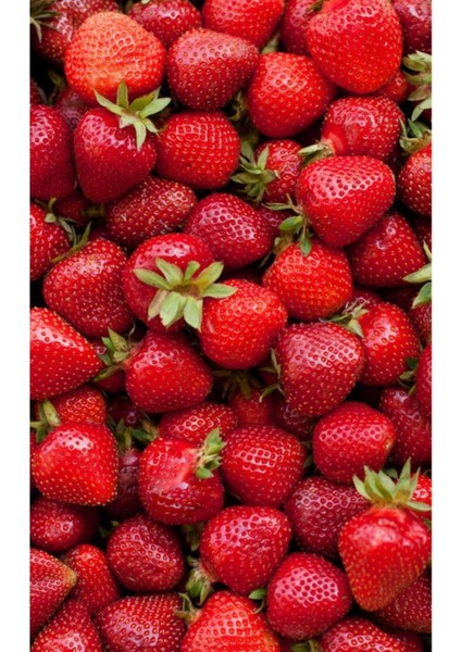 101 Adet Kabarla Çilek Fidesi Kokolu ve 1 Inci Sınıf Açık Köktür