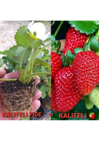 101 Adet Karme Çilek Fidesi Kokolu ve 1 Inci Sınıf Açık Köktür