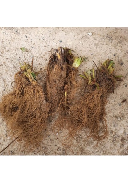 101 Adet Karme Çilek Fidesi Kokolu ve 1 Inci Sınıf Açık Köktür fiyatları