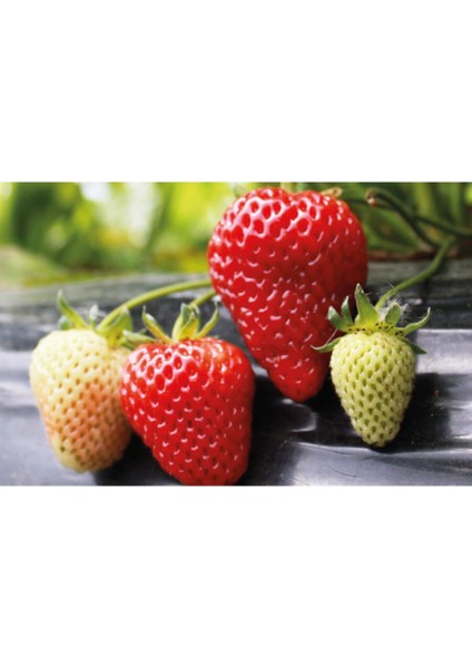 95 Adet Monterey Çilek Fidanı Açık Kök ve Taze Söküm ( Frigo )