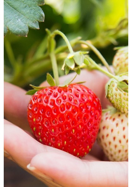 100 Adet Rubugen Çilek Fidesi Açık Kök ve Taze Sökümdür Garantilidir