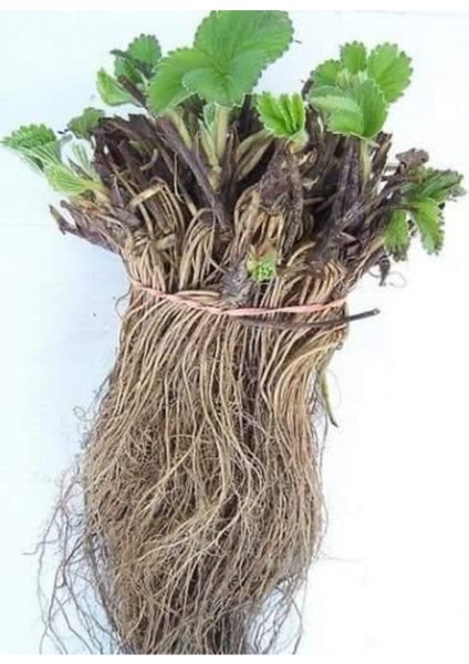 100 Adet Rubugen Çilek Fidesi Açık Kök ve Taze Sökümdür Garantilidir fiyatları