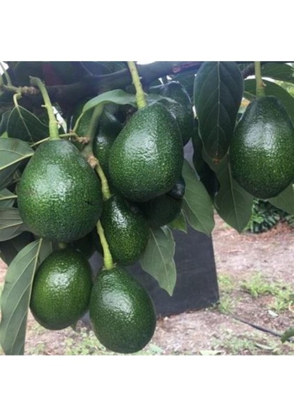 Birbirini Tozlayan 2 Yaş Aşılı Bacon ve Hass Avakado (2'li Paket)