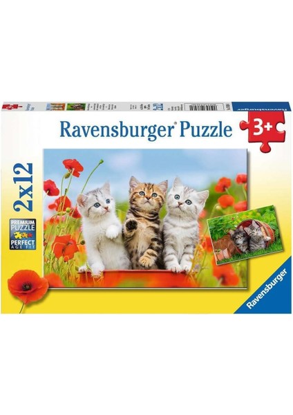 2X12P Puz Yavru Kediler