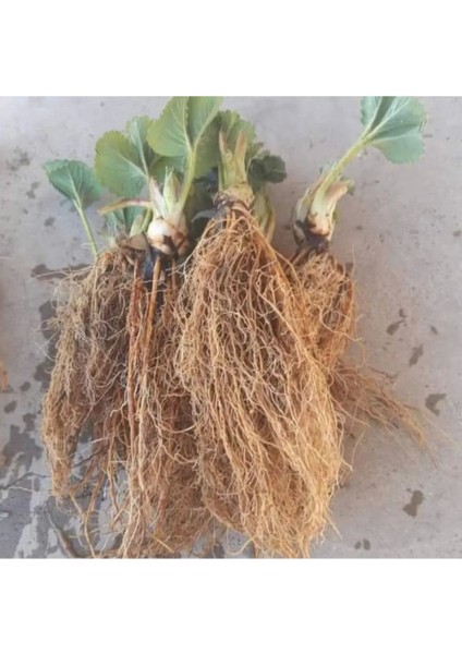 96 Adet Sweet Ann Çilek Fidesi Kokolu ve 1. Sınıf Açık Köktür fiyatları