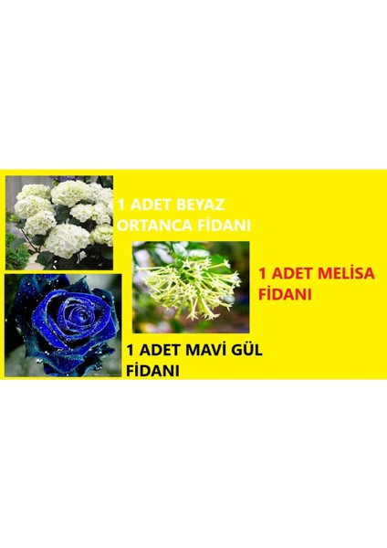 1 Adet Beyaz Ortanca Fidanı + 1 Adet Mavi Gül Fidanı + 1 Adet Melisa Fidanı