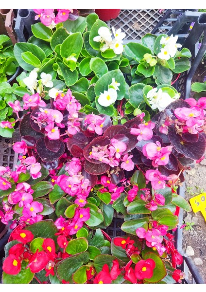 3 Adet Dış Mekan Çiçekli Bodur Begonya (Begonia Cucullata)
