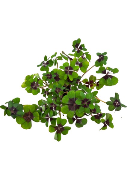 Oxalis Deppei (Süs Yoncası) fiyatları