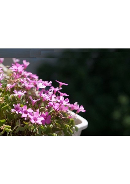 1 Adet Rizom (Tohum) ve Toprak Bitki Seti, Süs Yoncası, Oksalis Çiçeği, Pembe Çiçek Açar, Oxalis Rosea