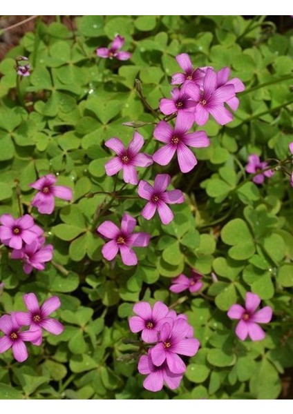 1 Adet Rizom (Tohum) ve Toprak Bitki Seti, Süs Yoncası, Oksalis Çiçeği, Pembe Çiçek Açar, Oxalis Rosea