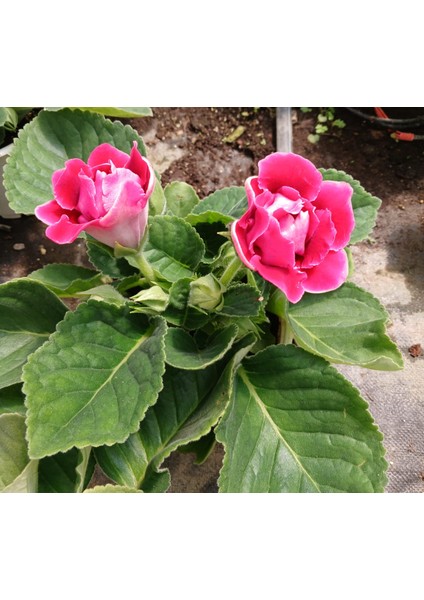 Kırmızı Bardak Menekşesi Saksıda-Gloxinia