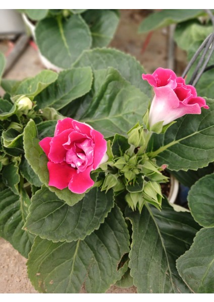 Kırmızı Bardak Menekşesi Saksıda-Gloxinia