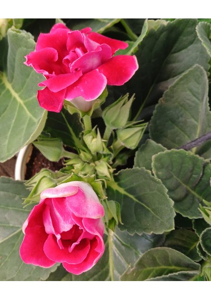Kırmızı Bardak Menekşesi Saksıda-Gloxinia