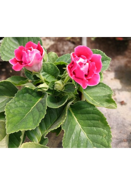 Kırmızı Bardak Menekşesi Saksıda-Gloxinia