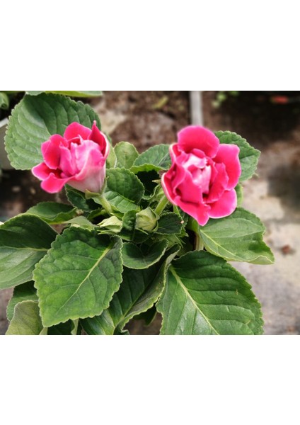 Kırmızı Bardak Menekşesi Saksıda-Gloxinia