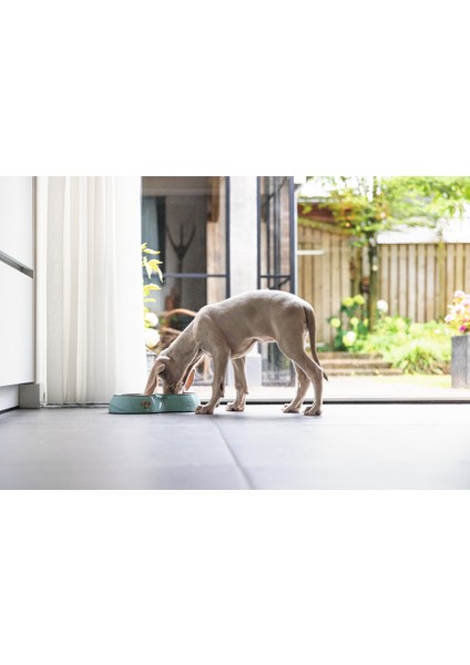 Köpek Ikili Mama ve Su Kabı, Paslanmaz Çelik, Turkuaz, 34X17,5CM, 2X350ML fırsatları