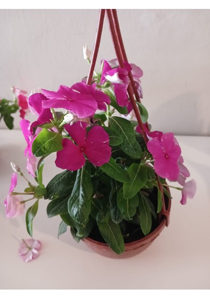 Saksıda Fuşya Pervane Çiçeği 4 Mevsim Kalıcı - Catharanthus Roseus