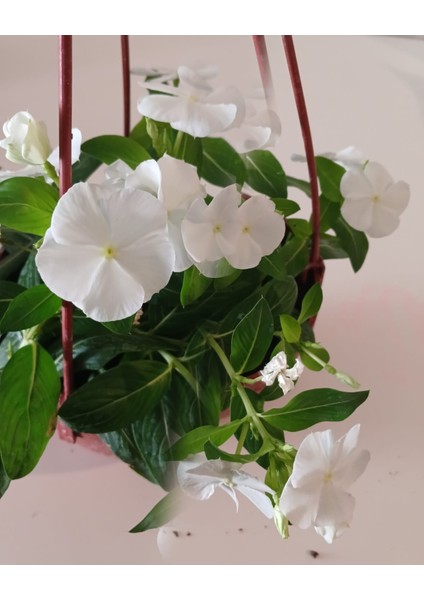 Saksıda Beyaz Pervane Çiçeği 4 Mevsim Kalıcı - Catharanthus Roseus
