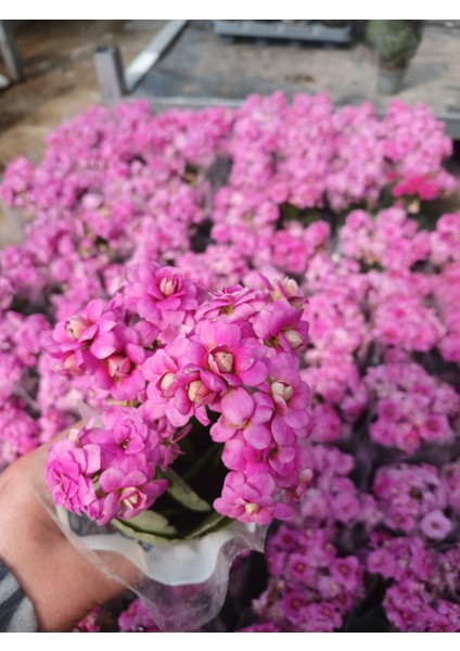2 Adet Pembe Kalanchoe Fidesi