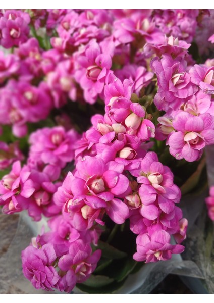 2 Adet Pembe Kalanchoe Fidesi fiyatları