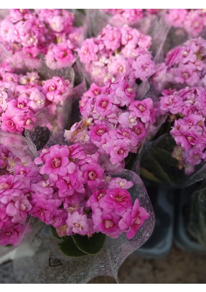 2 Adet Pembe Kalanchoe Fidesi modelleri