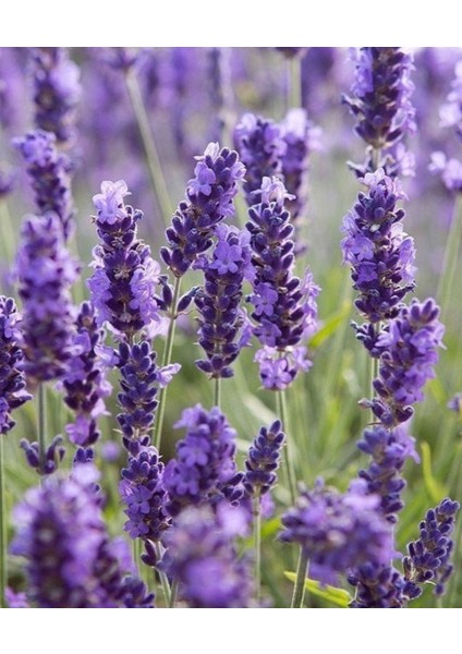 Nubeà Essentia Detoksifiye Edici Bakım Şampuanı 1000 ml modelleri