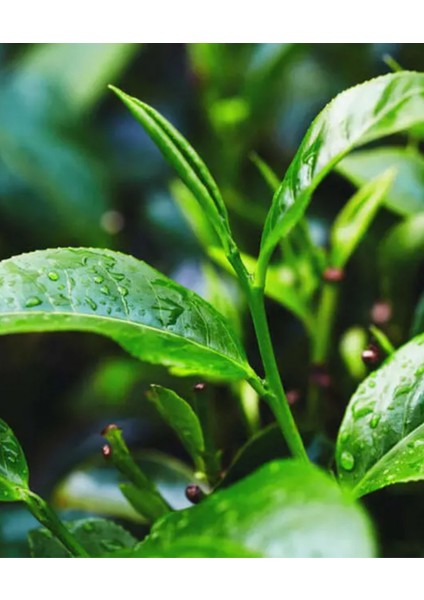 Nubeà Essentia Detoksifiye Edici Bakım Şampuanı 1000 ml fırsatları