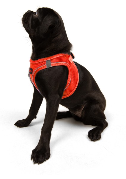 Air-mesh Harness Köpek Göğüs Tasması Neon Turuncu