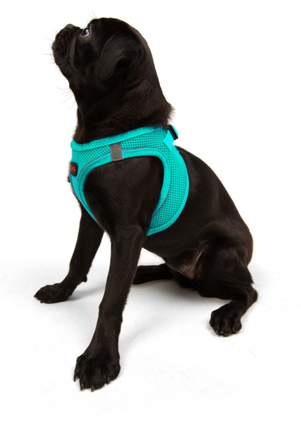 Air-mesh Harness Köpek Göğüs Tasması Turkuaz