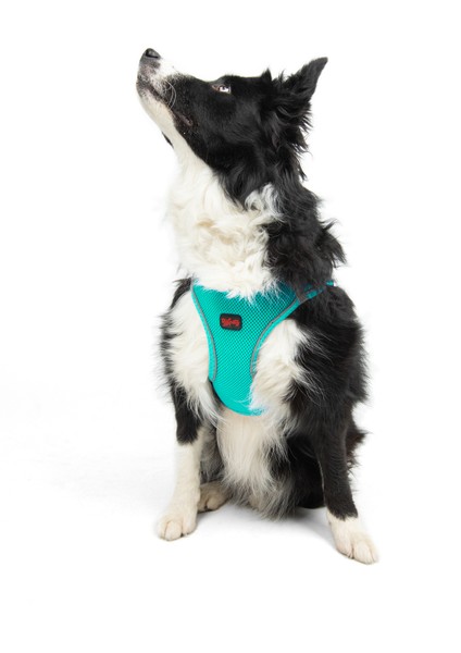 Air-mesh Harness Köpek Göğüs Tasması Turkuaz
