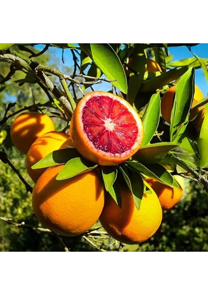 Blood Orange (Kan Portakalı) Fidanı