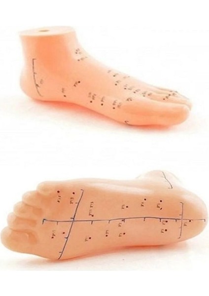 Sağlıklı yaşam destekçisi ayak maketi, akupunktur noktaları ile doğal şifa sağlar