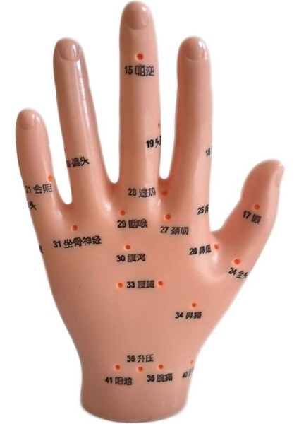 El Maketi ile Akupunktur Noktalarını Keşfet, Türk Malı, Sağlıklı Deneyim fiyatları