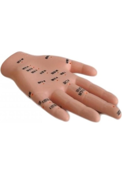 El Maketi ile Akupunktur Noktalarını Keşfet, Türk Malı, Sağlıklı Deneyim fırsatları