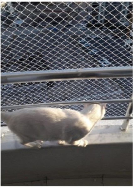 3 x 15 Metre Kedi Koruma Filesi Kedi Filesi Balkon Filesi 1 mm Kedi Güvenlik Filesi fiyatları