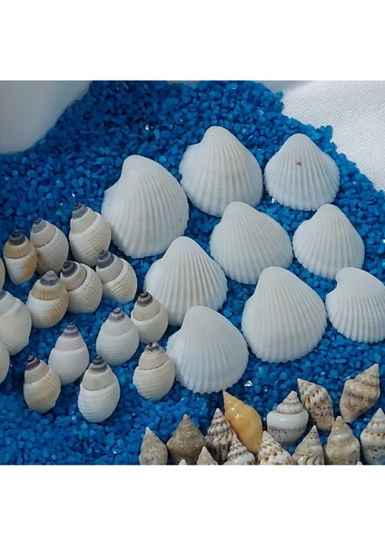 Deniz Kabukları Silis Kabuk Çeşitleri 07MM-2,5CM Dekor Deniz Kabuğu 500GR + 500GR Teraryum Mavi Kum fiyatları