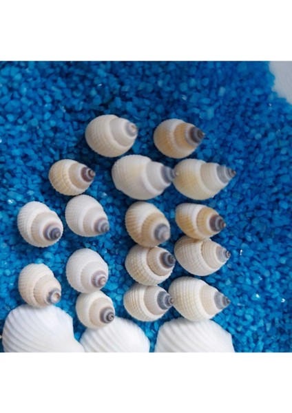 Deniz Kabukları Silis Kabuk Çeşitleri 07MM-2,5CM Dekor Deniz Kabuğu 500GR + 500GR Teraryum Mavi Kum fırsatları