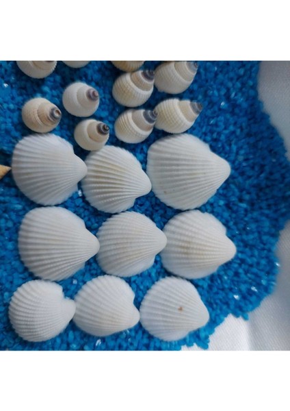 Deniz Kabukları Silis Kabuk Çeşitleri 07MM-2,5CM Dekor Deniz Kabuğu 500GR + 500GR Teraryum Mavi Kum indirimleri