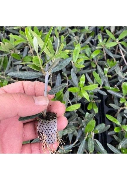 Nikah Düğün Organizasyon Için Hediyelik Potta Bodur Zeytin Fidanı (10 Adet)