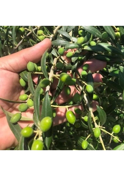 Nikah Düğün Organizasyon Için Hediyelik Potta Bodur Zeytin Fidanı (10 Adet) modelleri