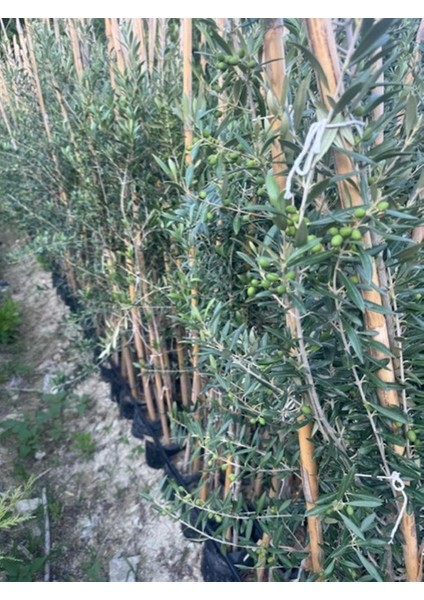3 Yaş Bol Meyveli Tüplü Arbequina Bodur Ispanyol Zeytin Fidanı 150-180 cm fiyatları