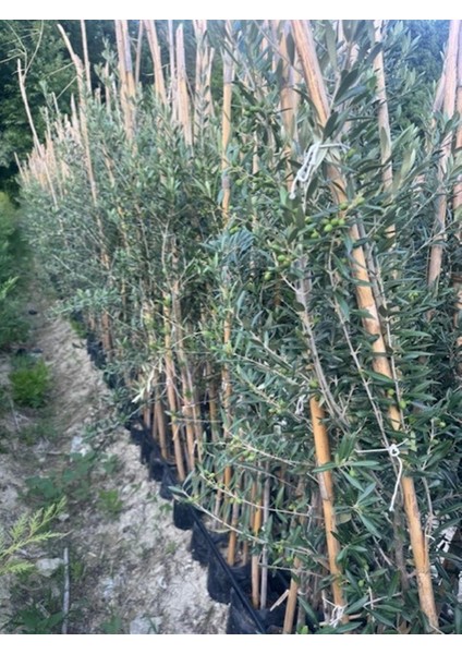 3 Yaş Bol Meyveli Tüplü Arbequina Bodur Ispanyol Zeytin Fidanı 150-180 cm modelleri